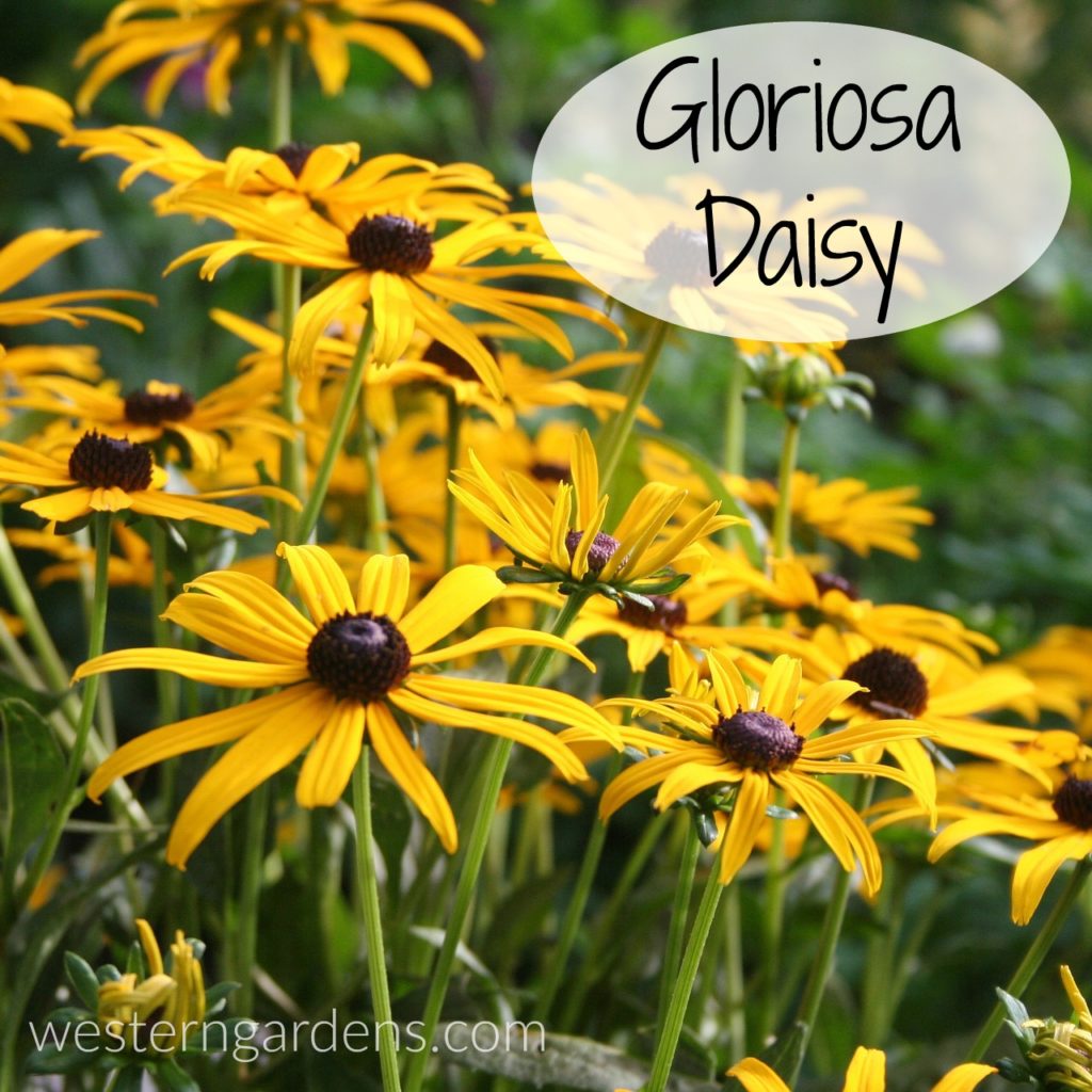Should You Choose Annuals Or Perennials For Your Garden? Should You Choose Annuals Or Perennials For Your Garden?