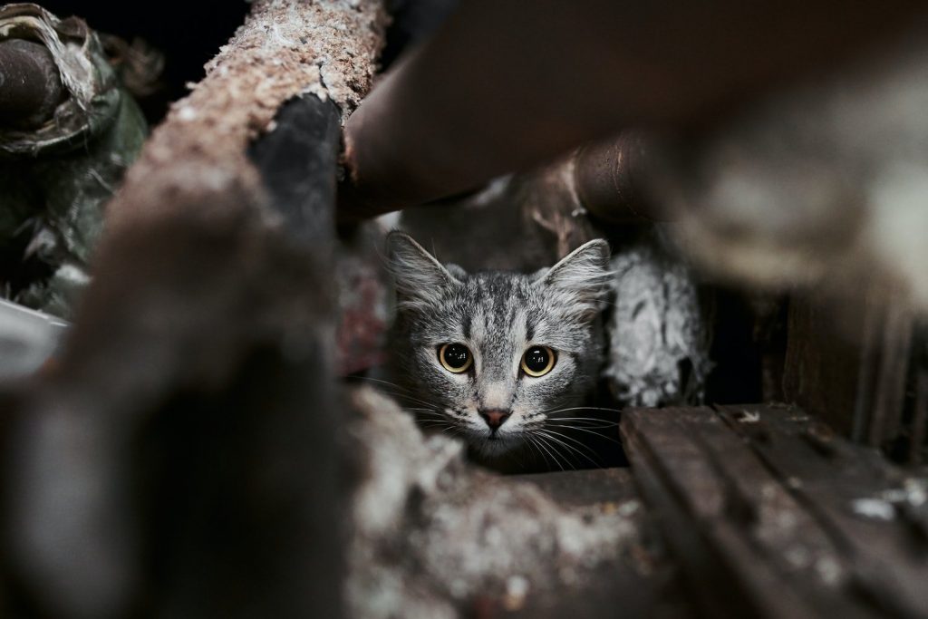 Social Media Frenzy Causes Anxiety Among Kashmir's Cat Owners Social Media Frenzy Causes Anxiety Among Kashmir's Cat Owners