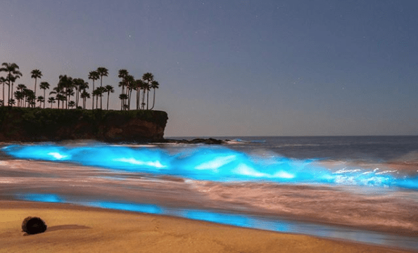 Spring And Fall: Best Times For Bioluminescent Waves In Southern California Spring And Fall: Best Times For Bioluminescent Waves In Southern California