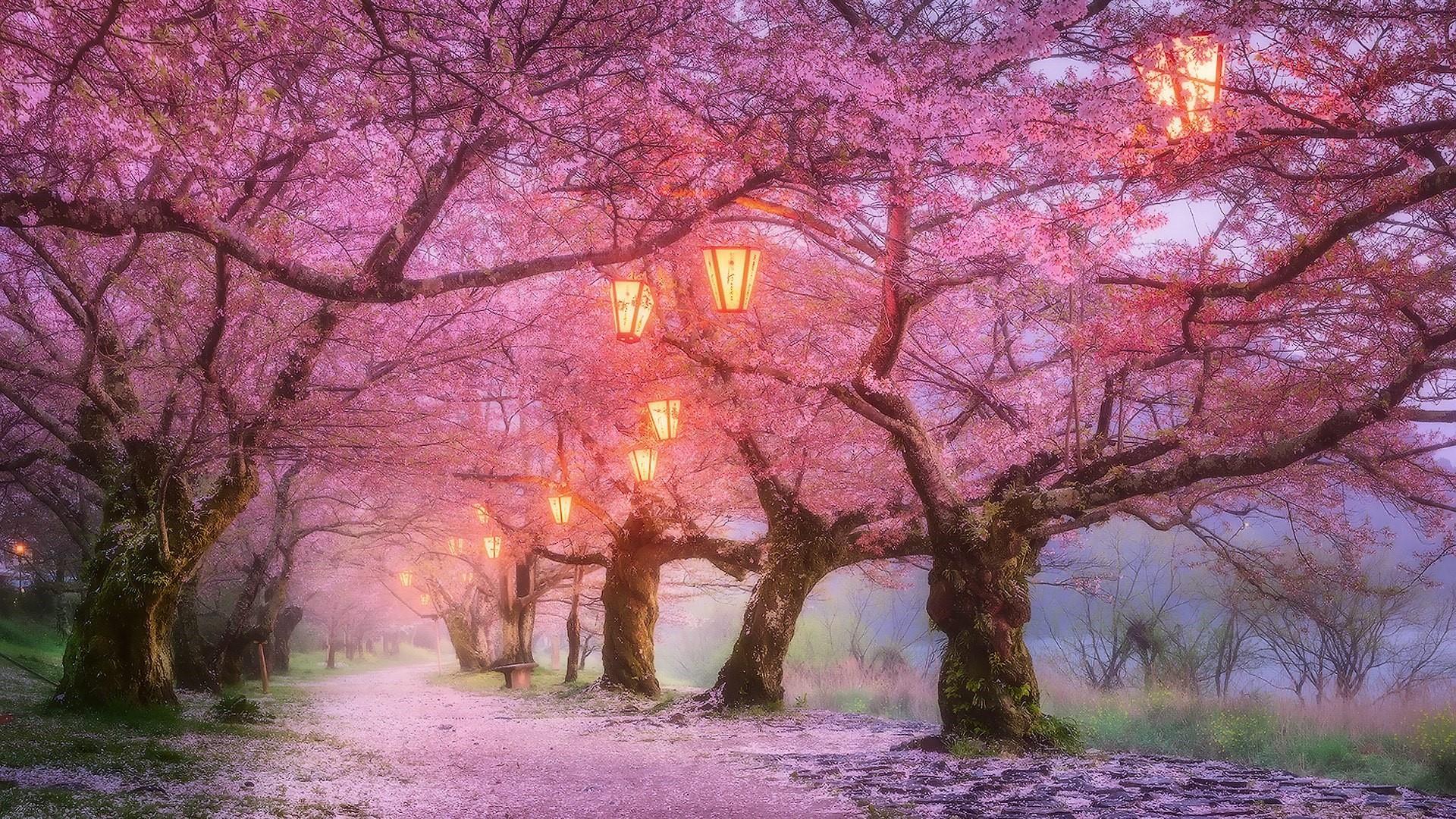 Springwatch: Exploring Japan's Cherry Blossom Landscapes Springwatch: Exploring Japan's Cherry Blossom Landscapes