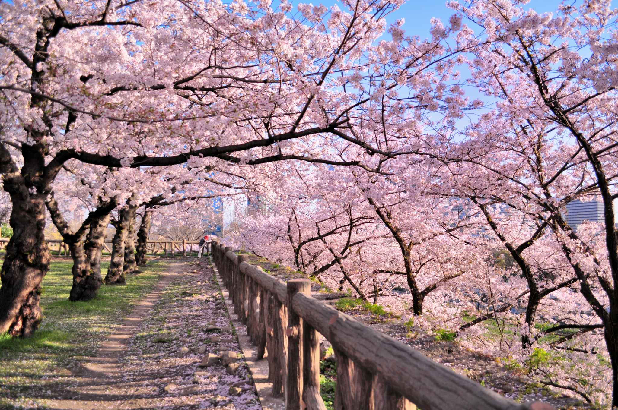 Springwatch In Japan: Cherry Blossom Season Springwatch In Japan: Cherry Blossom Season