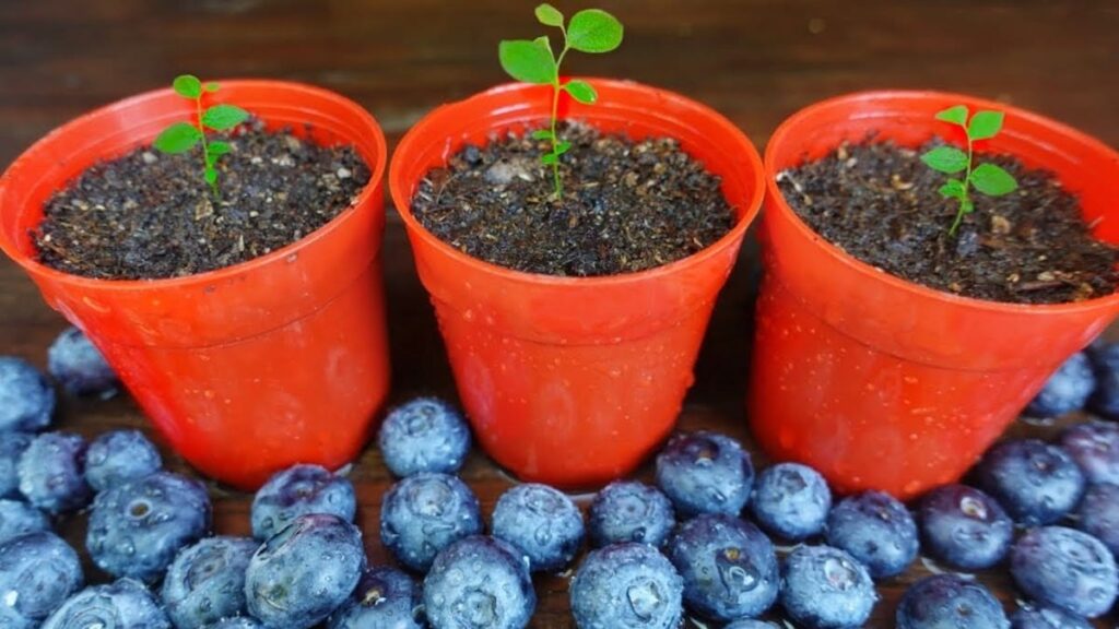 Superalimentos: ¿Por Qué Este Supera Al Arándano En Beneficios Para La Salud? Superalimentos: ¿Por Qué Este Supera Al Arándano En Beneficios Para La Salud?