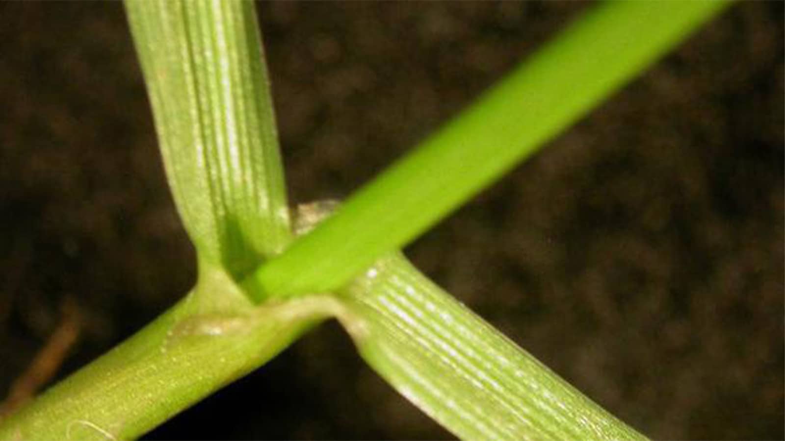 The Annual Vs. Perennial Debate: Selecting The Ideal Flowers For Your Needs The Annual Vs. Perennial Debate: Selecting The Ideal Flowers For Your Needs