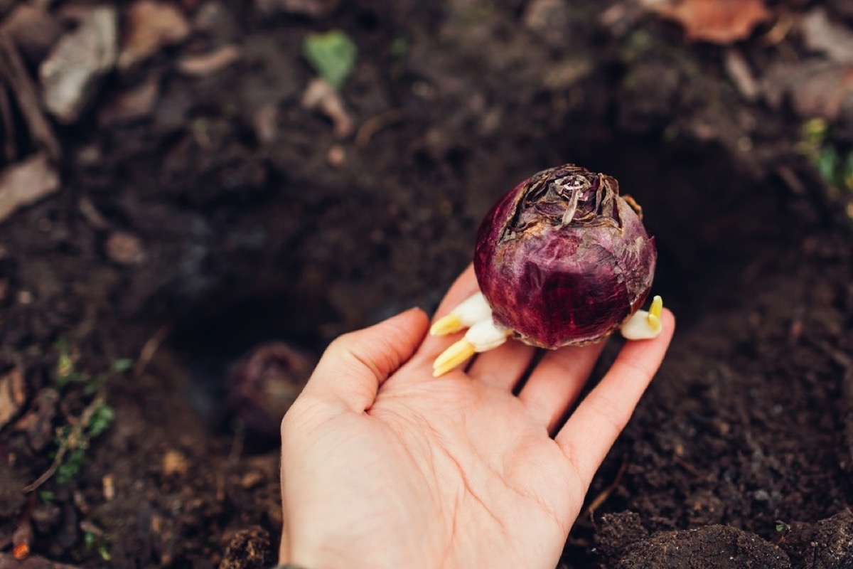 The Best Planting Time For Hyacinth Bulbs: A Guide To Stunning Blooms The Best Planting Time For Hyacinth Bulbs: A Guide To Stunning Blooms