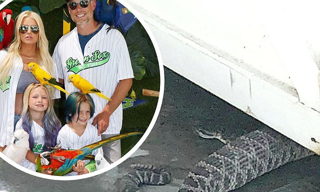 The Context And Meaning Behind Jessica Simpson's Snake Sperm Claim The Context And Meaning Behind Jessica Simpson's Snake Sperm Claim