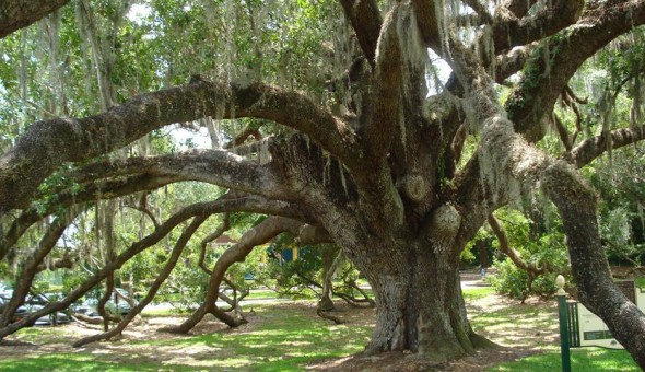 The Enduring Orlando Fringe: Loch Haven Park's Premier Arts Event The Enduring Orlando Fringe: Loch Haven Park's Premier Arts Event