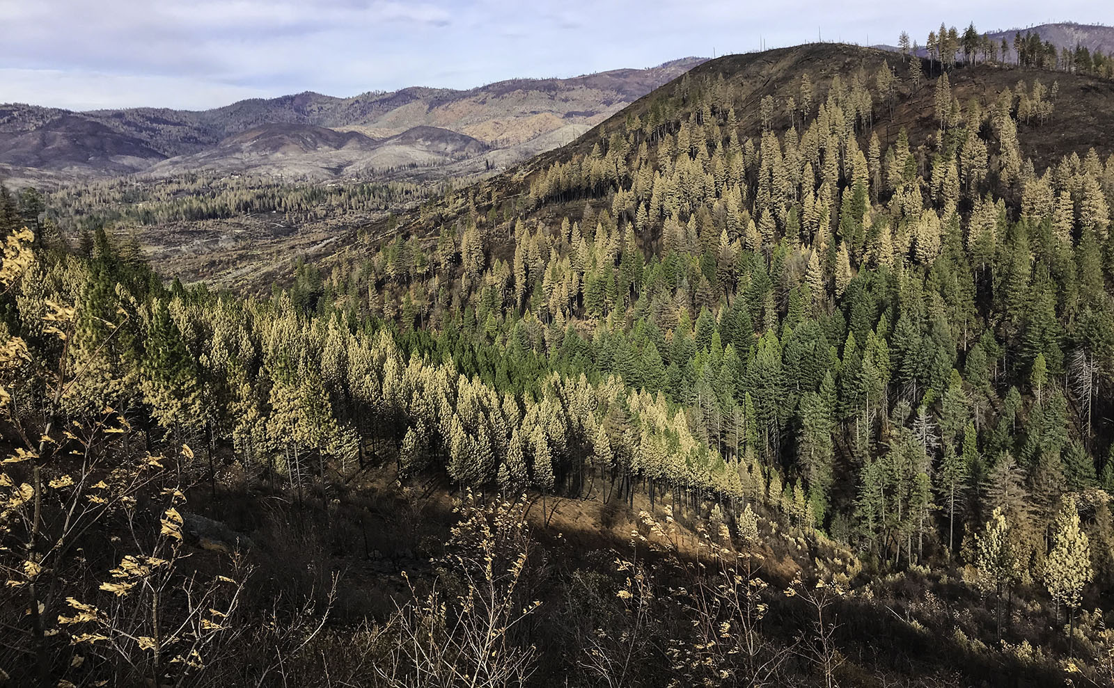 The Ethics Of Wildfire Betting: The Los Angeles Example The Ethics Of Wildfire Betting: The Los Angeles Example