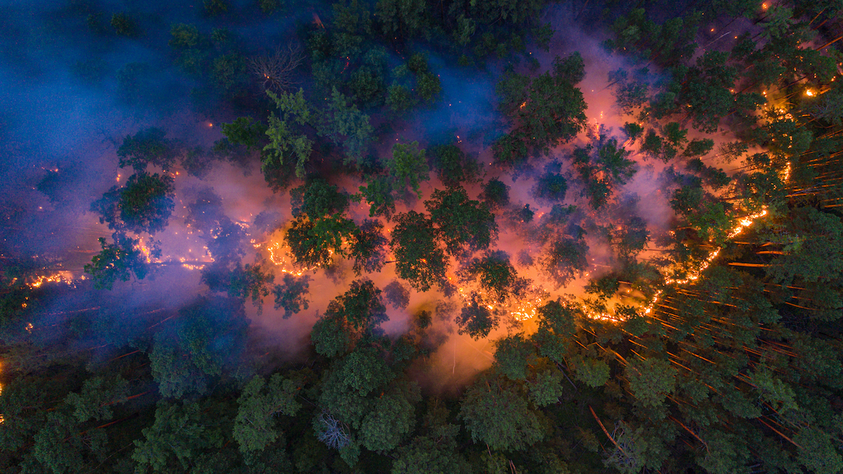 The Impact Of Wildfires On Global Forest Loss: A New High The Impact Of Wildfires On Global Forest Loss: A New High