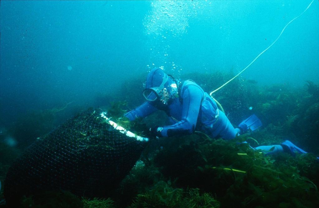 The Killer Seaweed Threat To Australia's Marine Fauna The Killer Seaweed Threat To Australia's Marine Fauna