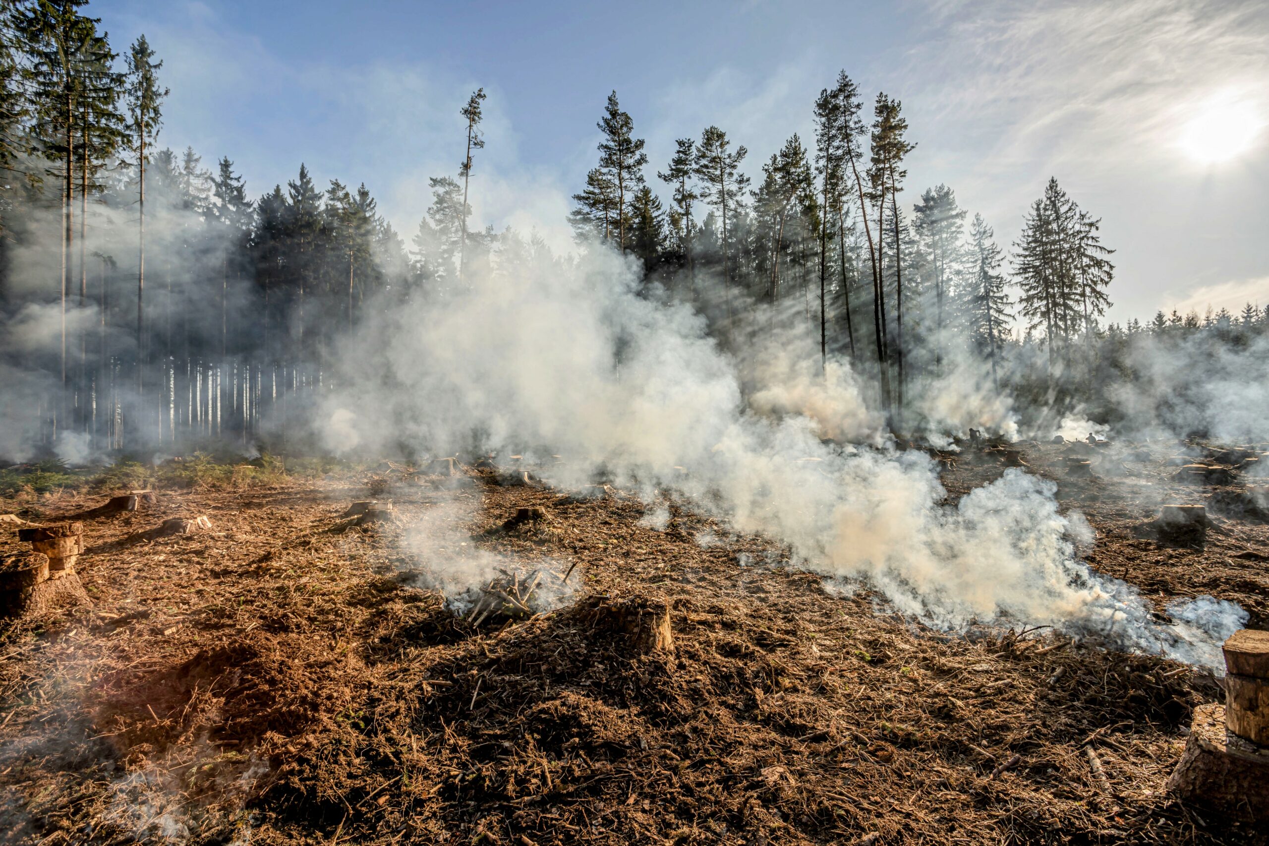 The Rising Threat: Wildfires And Unprecedented Global Forest Loss