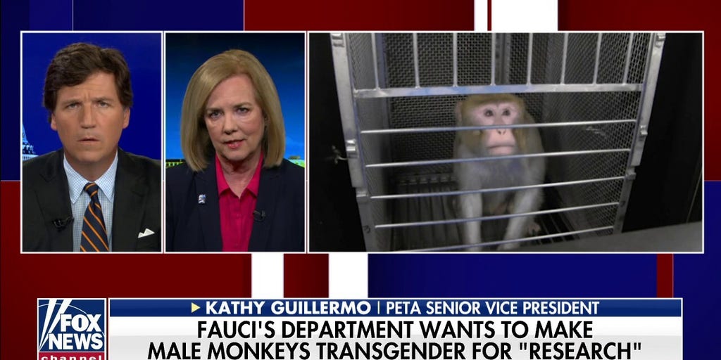 The Truth About US Funding For Transgender Animal Research The Truth About US Funding For Transgender Animal Research