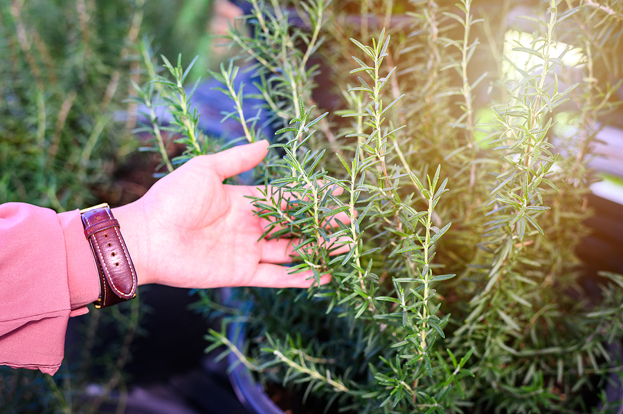 The Ultimate Guide To Rosemary & Thyme: Cultivation, Uses & Benefits