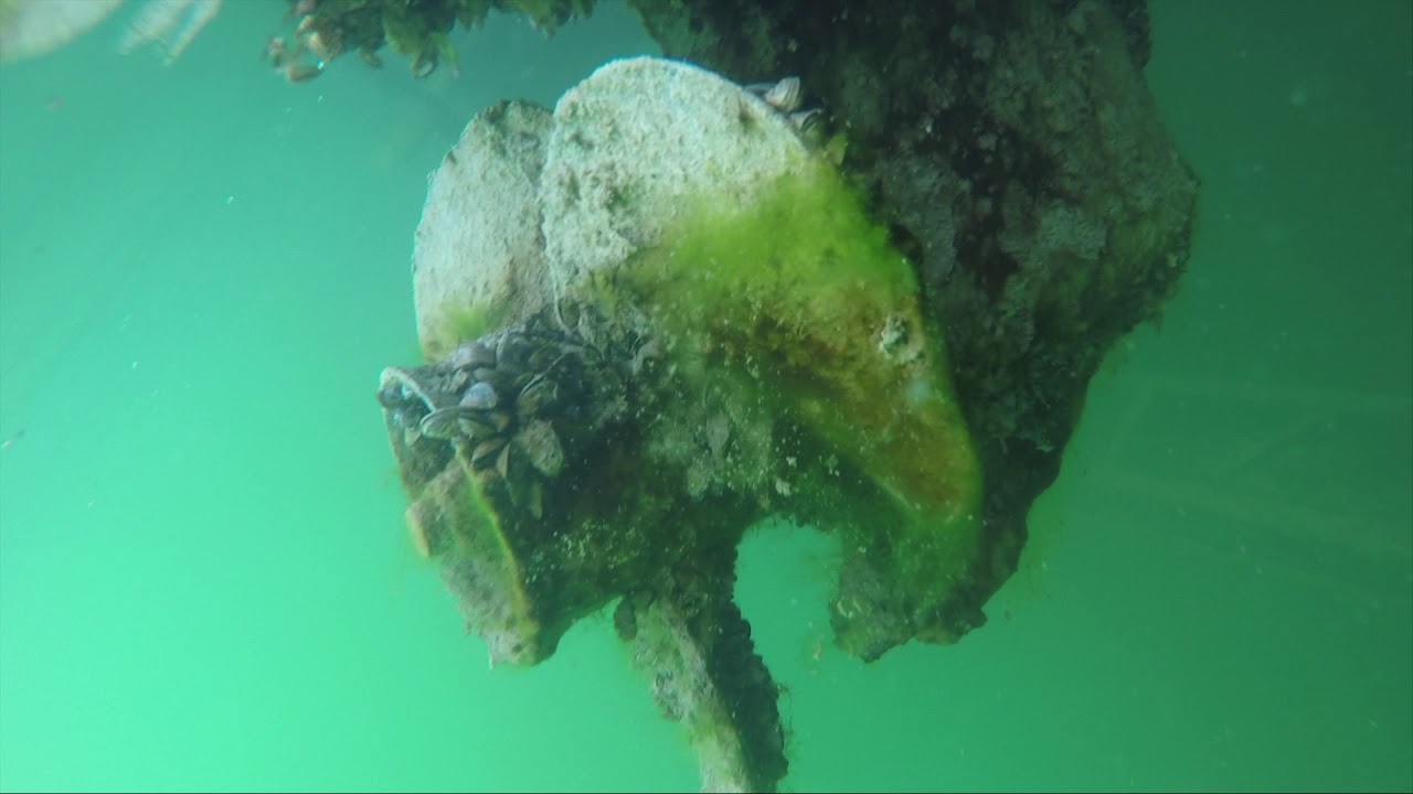Thousands Of Zebra Mussels Found On Casper Boat Lift Thousands Of Zebra Mussels Found On Casper Boat Lift