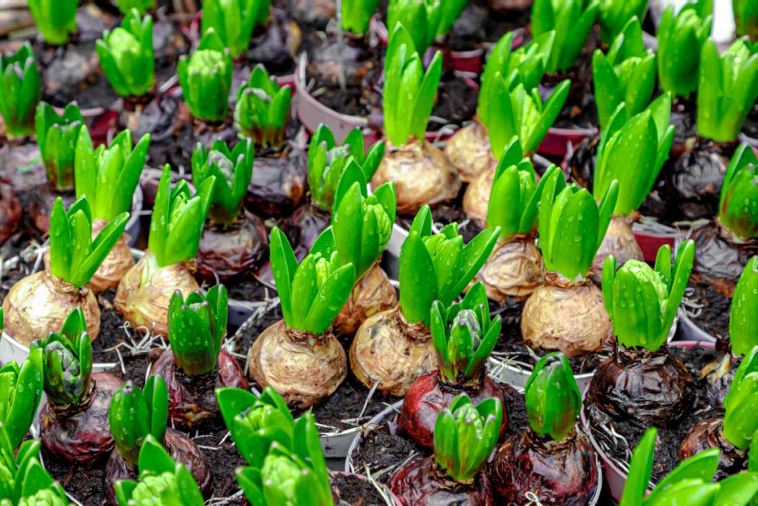 Timing Is Everything: A Practical Guide To Planting Hyacinth Bulbs Timing Is Everything: A Practical Guide To Planting Hyacinth Bulbs
