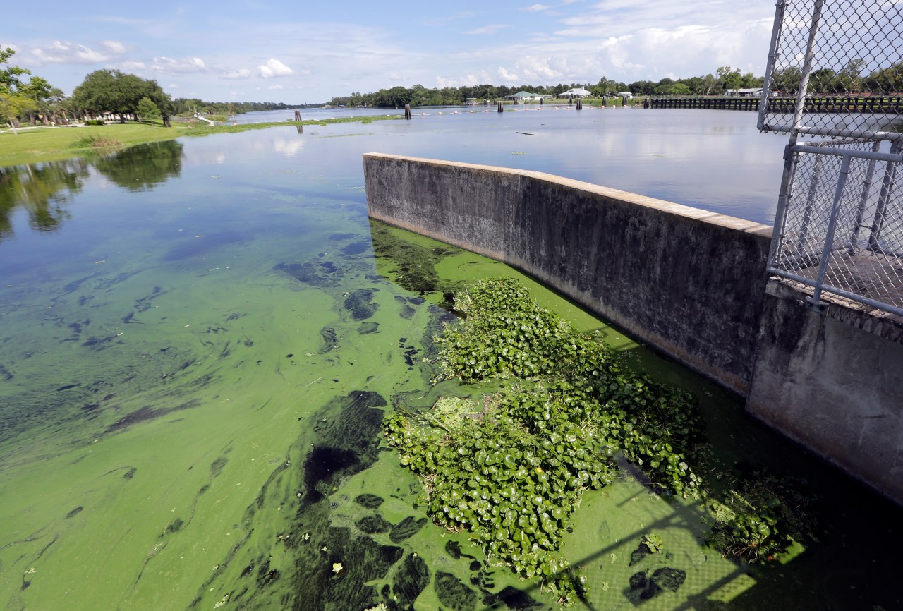 Toxic Algae Bloom: Devastating California Coast Marine Life