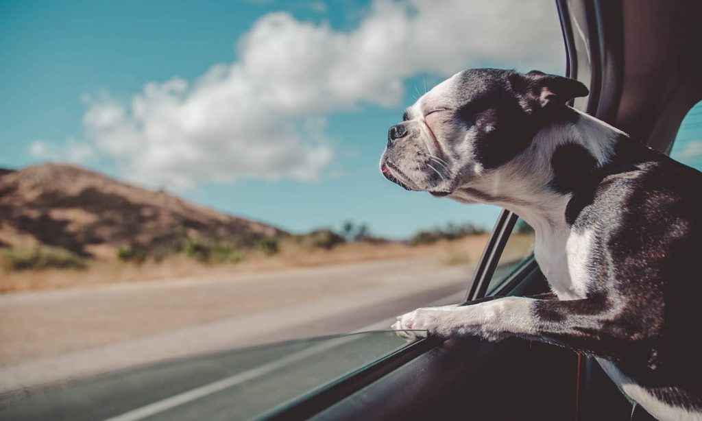 Uber Pet Service Now Available In Delhi And Mumbai Uber Pet Service Now Available In Delhi And Mumbai