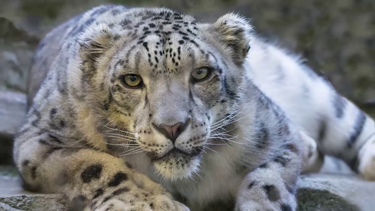 UK's Rarest Animals: The Devastating Impact Of Wildfires UK's Rarest Animals: The Devastating Impact Of Wildfires