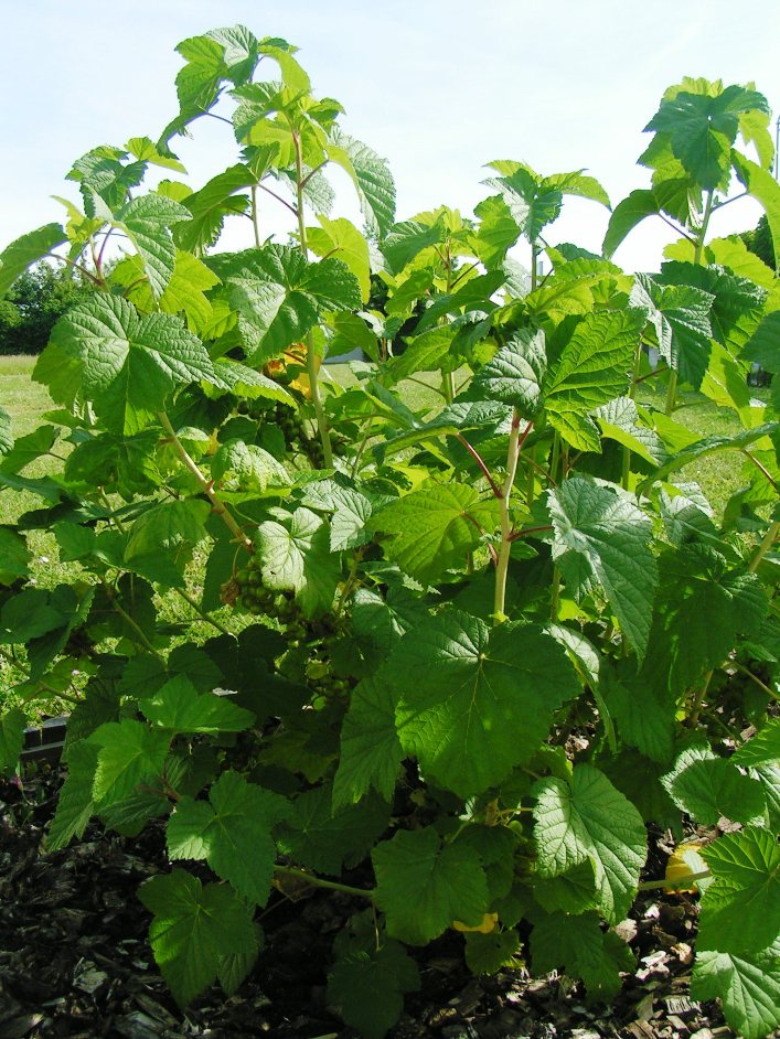 Understanding Cassis Blackcurrant Varieties Understanding Cassis Blackcurrant Varieties