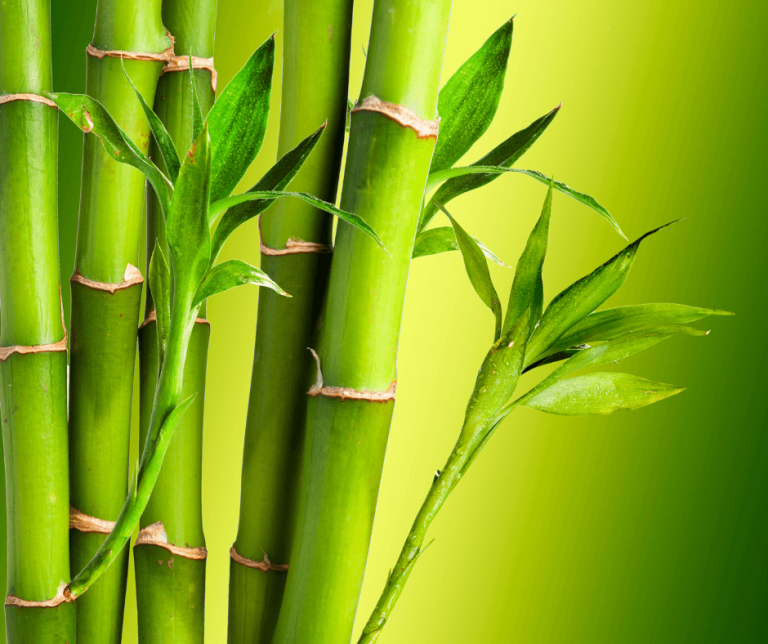 Understanding Gucci's Bamboo: Materials, Methods, And Meaning Understanding Gucci's Bamboo: Materials, Methods, And Meaning