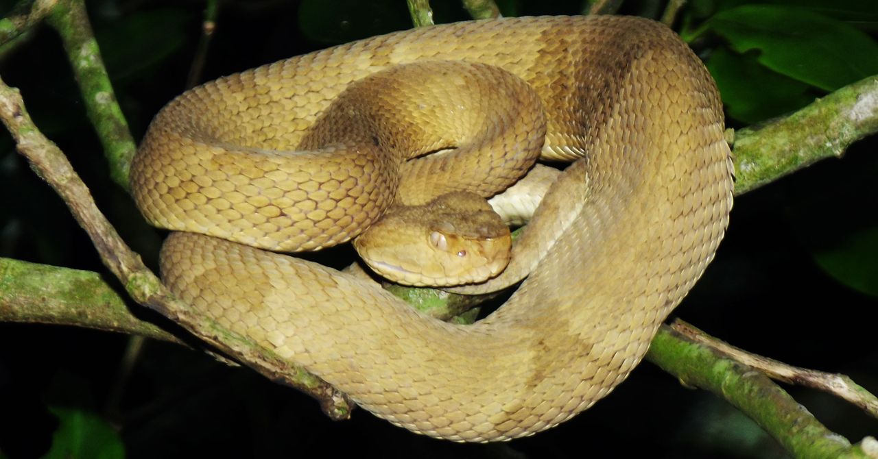 Understanding Jessica Simpson's Comments On Snake Sperm Consumption Understanding Jessica Simpson's Comments On Snake Sperm Consumption