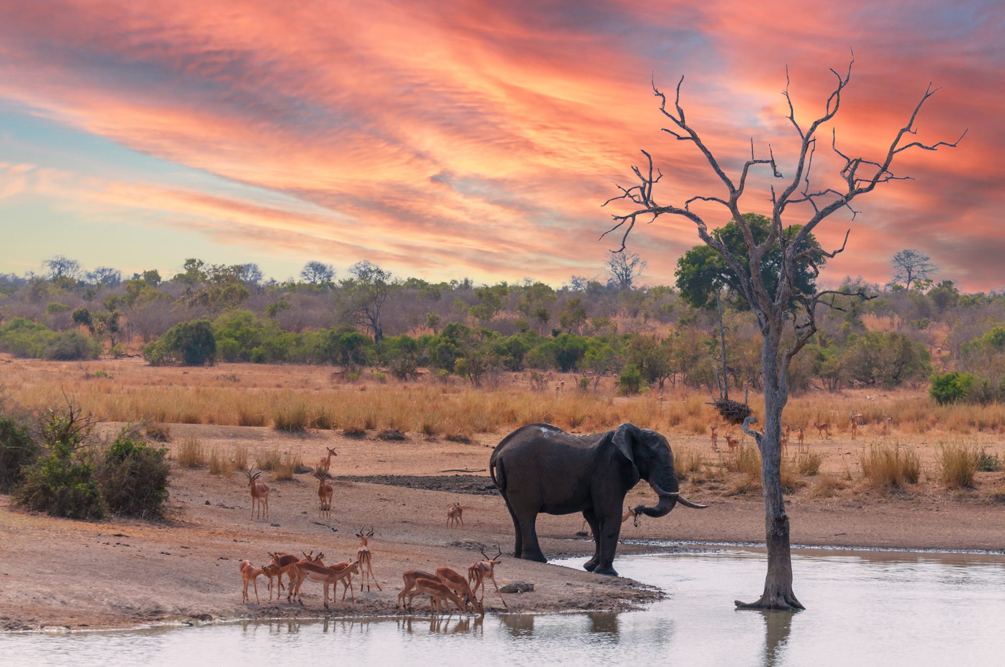 Unveiling The Wonder Of Animals: From The Savanna To The Deep Sea Unveiling The Wonder Of Animals: From The Savanna To The Deep Sea