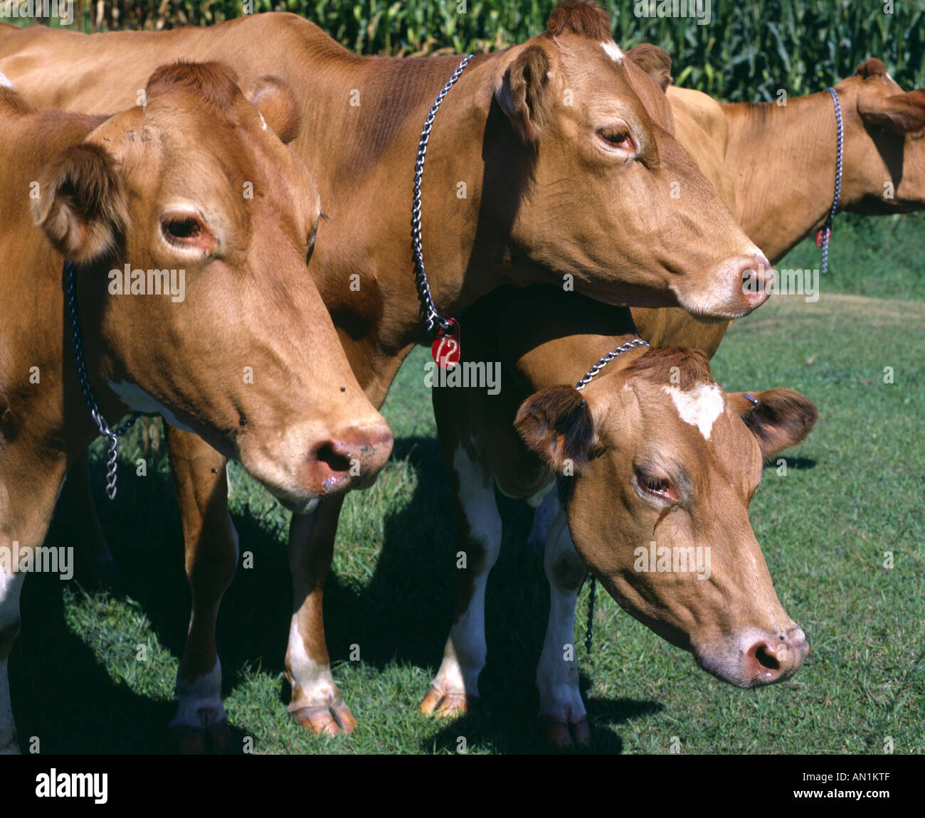 Update: Two Cows Loose In Lancaster County Park Update: Two Cows Loose In Lancaster County Park