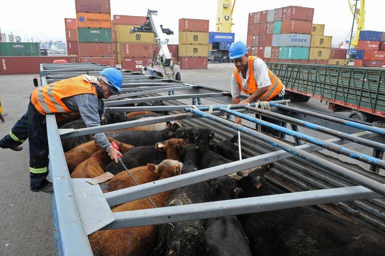 Uruguay Apuesta Por Regalo Estratégico Para Mejorar Exportaciones Ganaderas A China Uruguay Apuesta Por Regalo Estratégico Para Mejorar Exportaciones Ganaderas A China