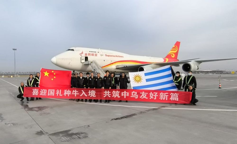 Uruguay Envía Tres Toros A China Como Obsequio Para Xi Jinping Uruguay Envía Tres Toros A China Como Obsequio Para Xi Jinping