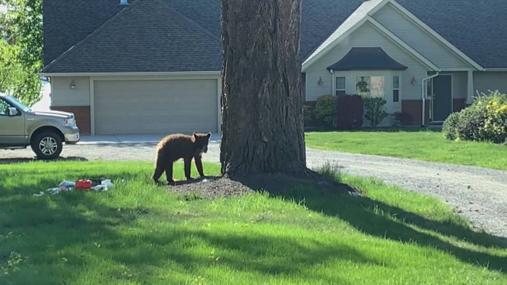 Victims Of Kelowna Bear Spray Incident Recount Halloween Night Events Victims Of Kelowna Bear Spray Incident Recount Halloween Night Events