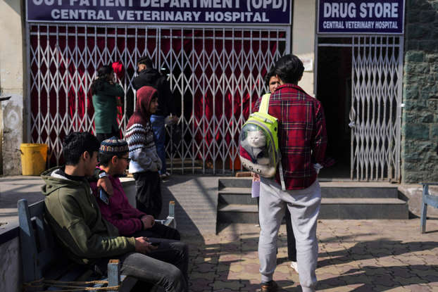 Viral Posts Cause Stir Among Cat Owners In Kashmir Viral Posts Cause Stir Among Cat Owners In Kashmir