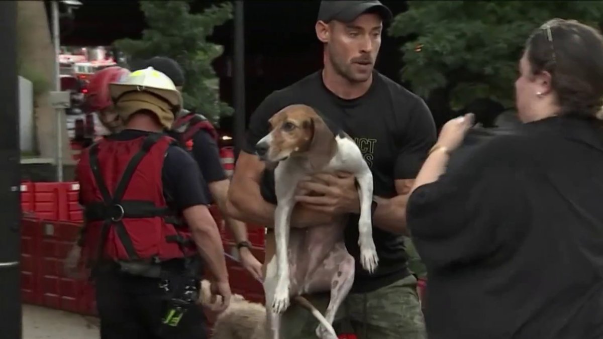 Washington County Breeder Faces Action After 49 Dogs Removed Washington County Breeder Faces Action After 49 Dogs Removed