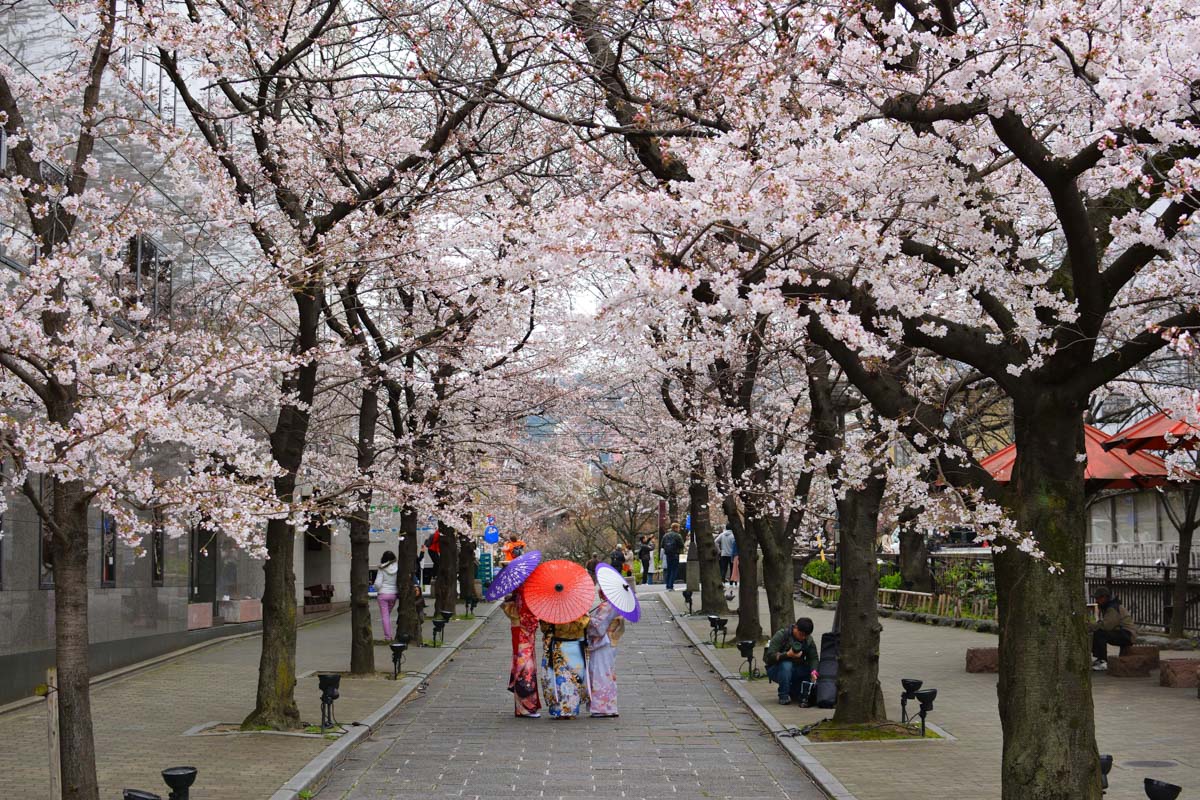 When And Where To Springwatch Japan's Cherry Blossoms When And Where To Springwatch Japan's Cherry Blossoms
