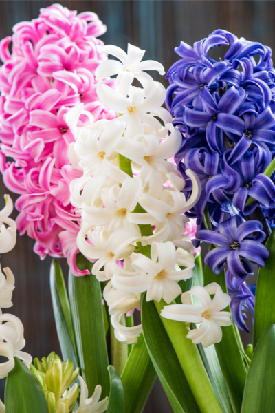 When To Plant Hyacinth Bulbs For Beautiful Spring Blooms When To Plant Hyacinth Bulbs For Beautiful Spring Blooms