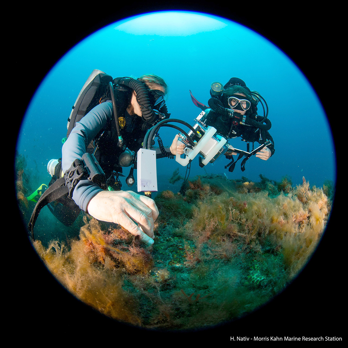 Whidbey Clam Research: Citizen Scientists Dive Deep Whidbey Clam Research: Citizen Scientists Dive Deep
