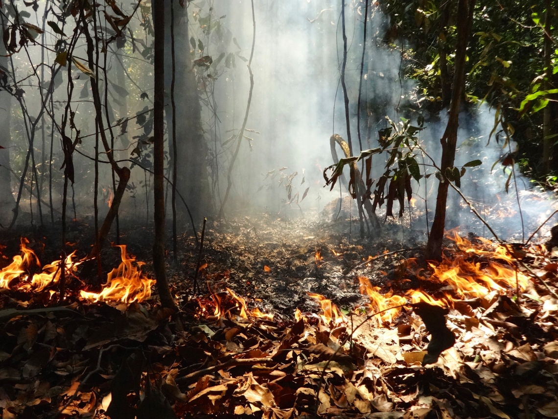Wildfires And Deforestation: A Record Year Of Global Forest Loss Wildfires And Deforestation: A Record Year Of Global Forest Loss