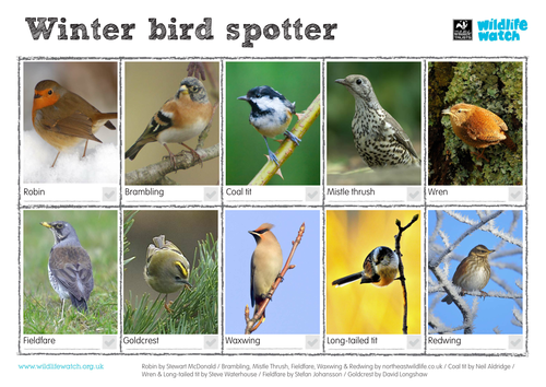 Winterwatch: Your Guide To The Best Winter Wildlife Spotting Winterwatch: Your Guide To The Best Winter Wildlife Spotting