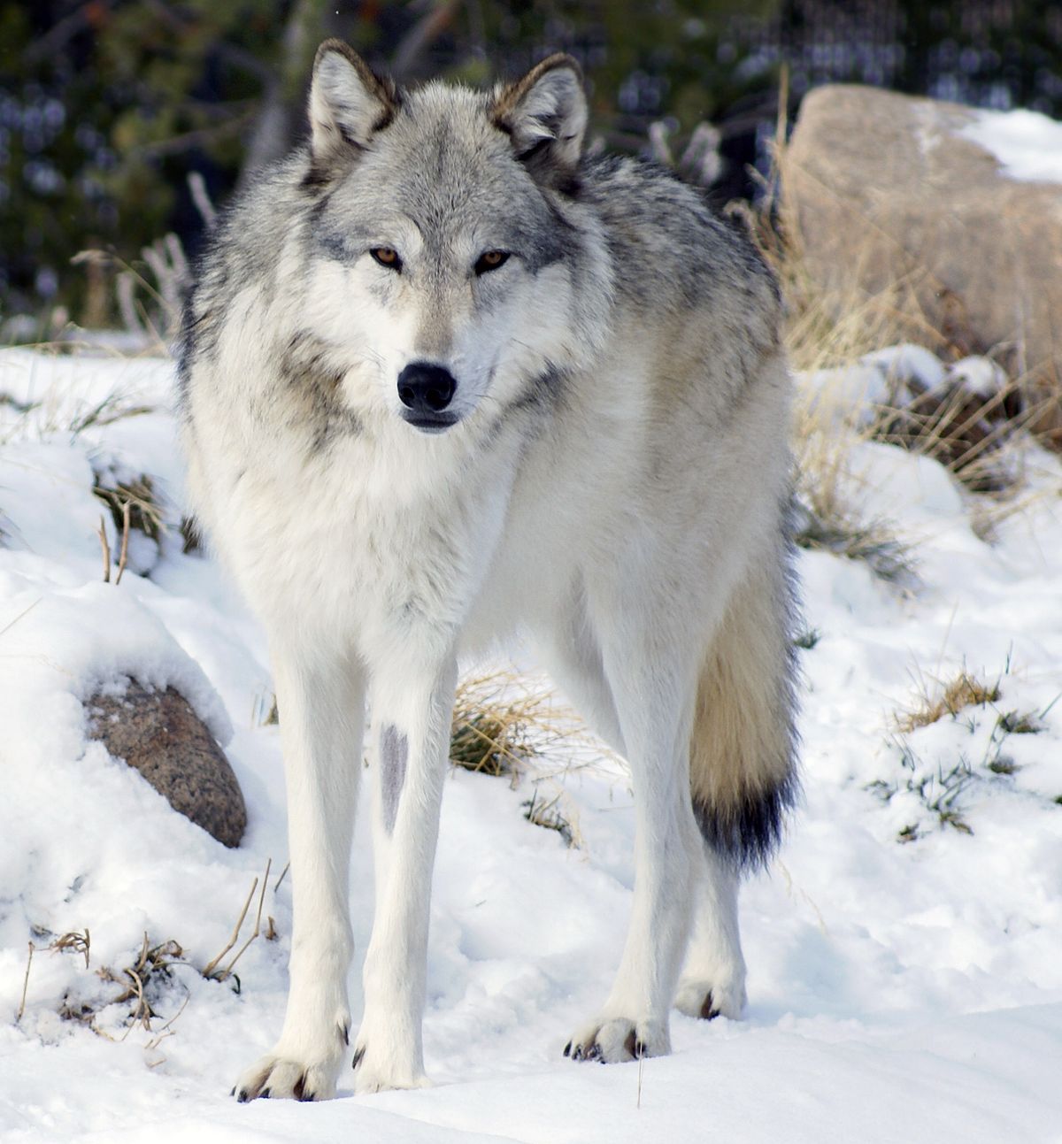 Wolves In The North State: A Growing Problem? Wolves In The North State: A Growing Problem?