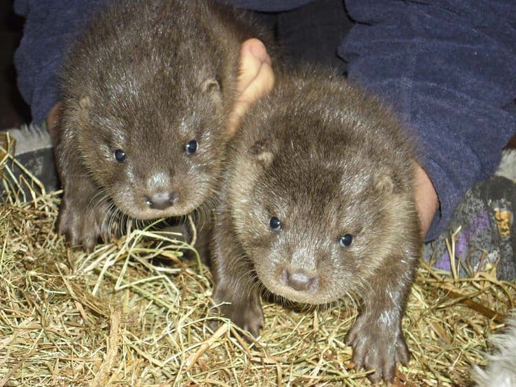 Wyoming Otter Conservation: A Pivotal Moment In Management Wyoming Otter Conservation: A Pivotal Moment In Management