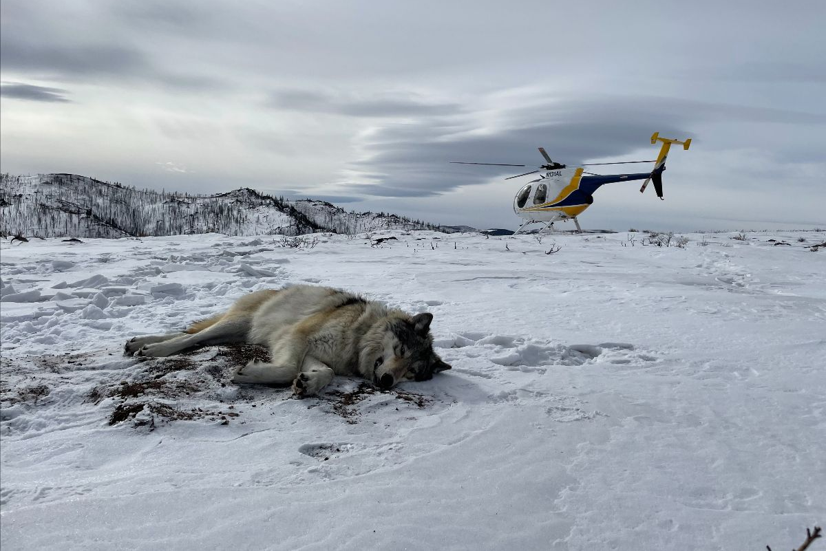 Wyoming Reports Death Of Second Colorado Gray Wolf Wyoming Reports Death Of Second Colorado Gray Wolf
