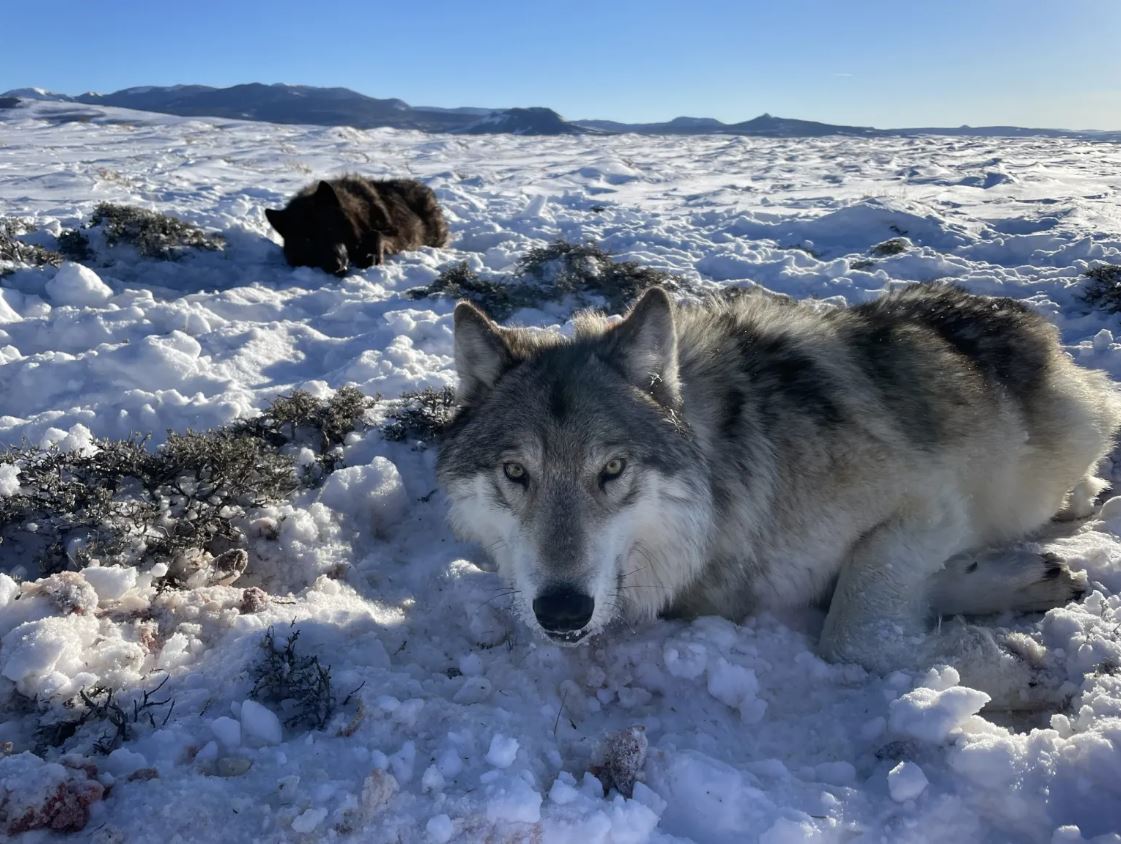 Wyoming Reports Death Of Second Translocated Colorado Gray Wolf Wyoming Reports Death Of Second Translocated Colorado Gray Wolf