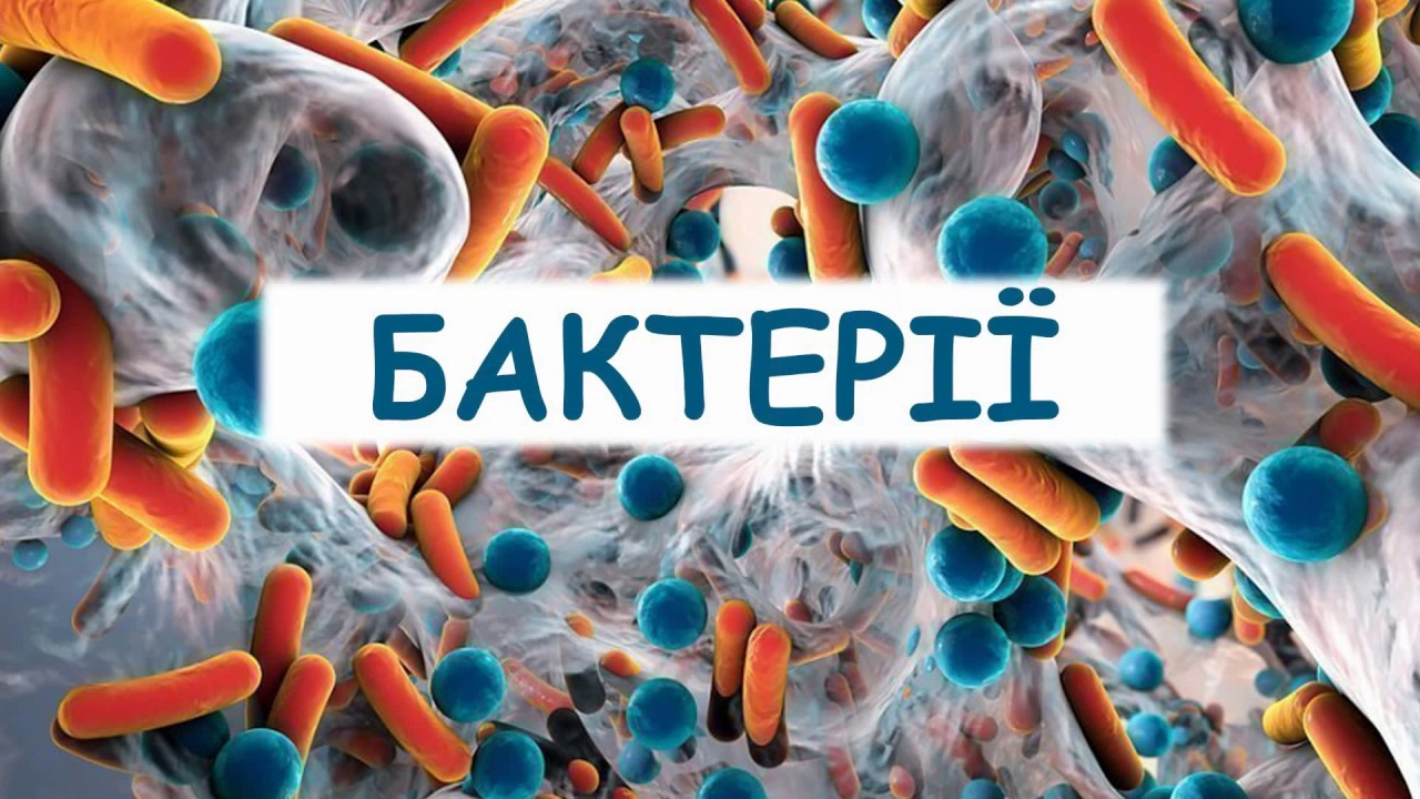 Зовнішність Олексія Порошенка: Фото Та Опис Зовнішність Олексія Порошенка: Фото Та Опис